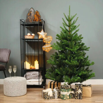 Novogodišnja Jelka Alba Fir 180cm Everlands